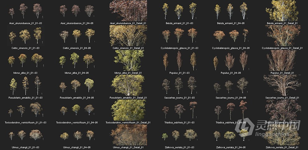 金落叶松栎树桦树白桑树中国乌桕等植物3D模型合集  灵感中国网 www.lingganchina.com