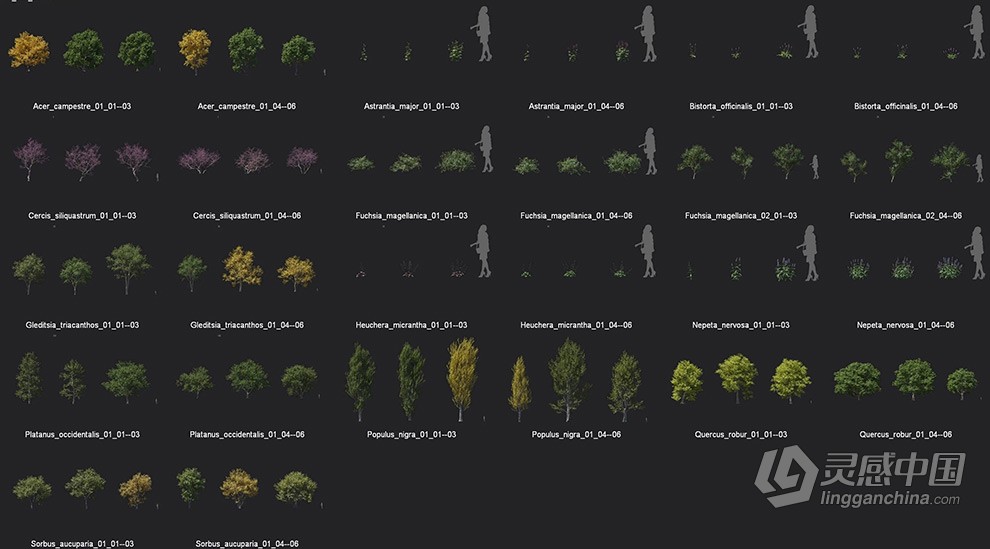 槭树绿篱枫紫薇矾根紫荆花等植物3D模型合集  灵感中国网 www.lingganchina.com