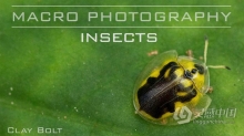 Craftsy宏观摄影：精通昆虫微距摄影完整指南教程 中文字幕 Macro Photography Insects with Clay Bolt