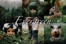 5组常青绿色系 Lightroom 预设 Evergreen Lightroom Presets