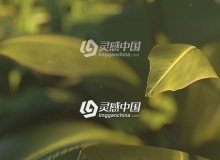 植物树叶C4D Octane渲染合成教程 Texturing and Rendering a Plant Scene Tutorial