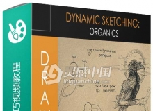 动物手绘艺术技巧视频教程Foundation Patreon Term 10 Dynamic Sketching Organics