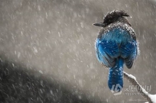 寒冷冬季雪景自然野生动物拍摄讲解视频教程 Photographing Wildlife in Winter