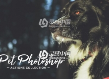 宠物摄影后期调色PS动作 Pet Photoshop Actions Collection