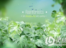 热带雨林背景文字字幕标题动画AE模板 Videohive The Rainforests Titles