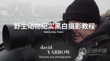 摄影大师大卫·雅罗(David Yarrow)野生动物纪实黑白摄影教程-中英字幕